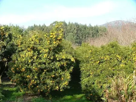 Finca  Quinta do Bento Novo, Maison 12 personnes à Balteiro - Photo 12
