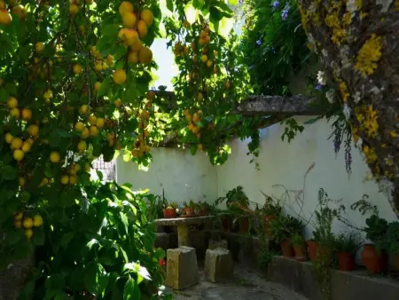 Historisches Haus in der Nähe des historischen Dorfes von Óbidos - Photo 31