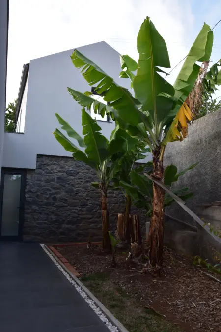in Estreito Da Calheta mit Privatem Pool und Meerblick - Photo 34