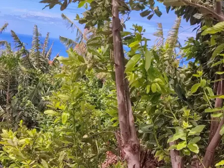 Typische Bauernhof-Wohnung, Appartement 5 personnes à Arco da Calheta - Photo 19