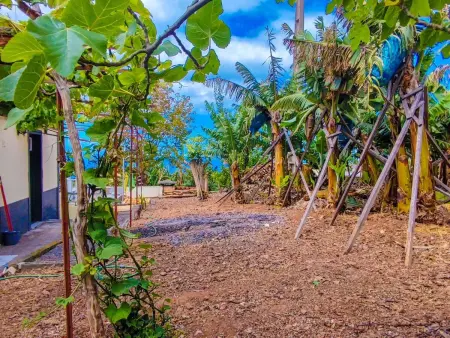 Typische Bauernhof-Wohnung, Appartement 5 personnes à Arco da Calheta - Photo 23