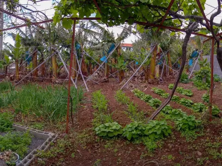 Typische Bauernhof-Wohnung, Appartement 5 personnes à Arco da Calheta - Photo 41