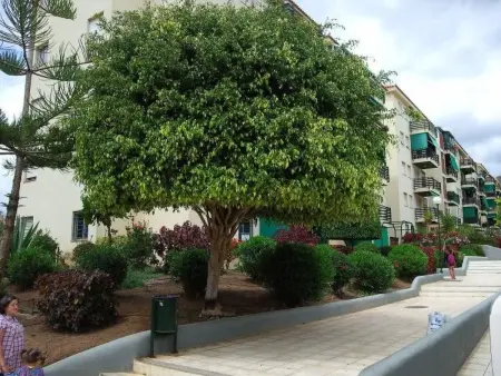 Apartment Cristimar in zentraler Lage, Appartement 5 personnes à Los Cristianos - Photo 18