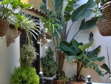 für 2 Personen ca. 45 m&sup2; in Icod de los Vinos, Teneriffa (Nordküste von Te - Photo 27