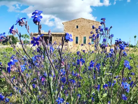 Son Bennassar Ses Figueres, Maison 8 personnes à Felanitx - Photo 27