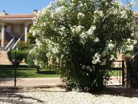 mit gemeinschaftlichem Pool, Maison 4 personnes à Gran Alacant - Photo 29