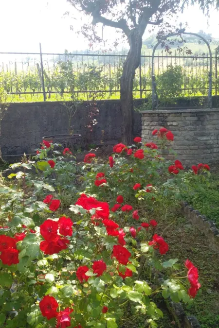 Haus  Badinot  mit privatem Garten und Grill, Maison 4 personnes à Diano d'Alba - Photo 16