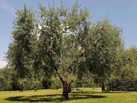 für 2 Personen  + 1 Kind ca. 65 m&sup2; in Cortona, Toskana (Provinz Arezzo) - Photo 14