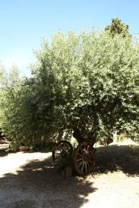 'Villetta Loco, Maison 8 personnes à Capo Vaticano - Photo 28