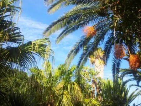 'Villetta Loco, Maison 8 personnes à Capo Vaticano - Photo 36