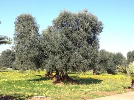 Abbasciu, Maison 10 personnes à San Vito Dei Normanni - Photo 21