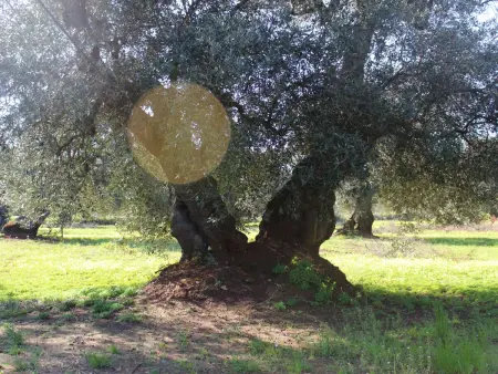 Abbasciu, Maison 10 personnes à San Vito Dei Normanni - Photo 51