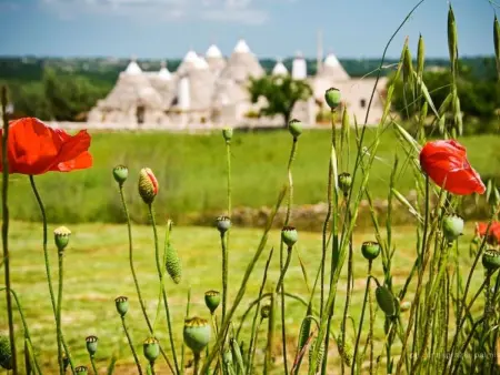 Trullo degli Archi, Entspannung und Essen und Wein - Photo 23