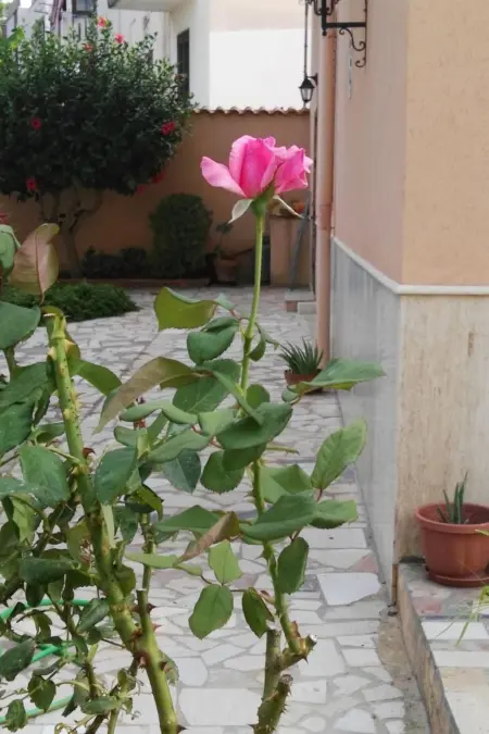 Wohnung mit Wasserblick, Appartement 6 personnes à Castellammare del Golfo - Photo 16