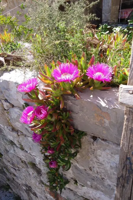 Tici Lustica, Maison 4 personnes à Herceg Novi - Photo 21