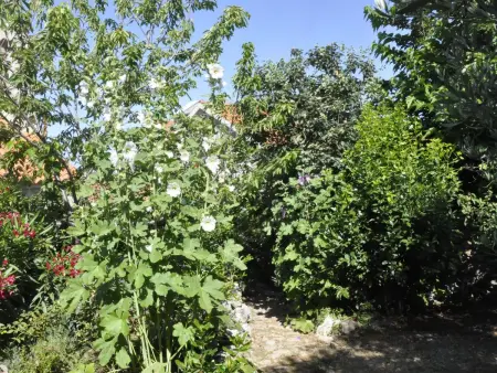 Villa Viktoria, Maison 6 personnes à Herceg Novi - Photo 35