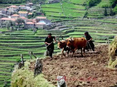Soajo - Die schönste Gegend von Gerês 2, Appartement 2 personnes à Arcos de Valdevez - Photo 11
