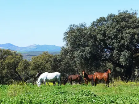 Cortijo Andalou pour 10 P., Climatisation, Animaux Acceptés - Photo 2