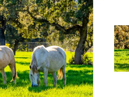 Cortijo Andalou pour 10 P., Climatisation, Animaux Acceptés - Photo 8