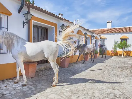 Cortijo Andalou pour 10 P., Climatisation, Animaux Acceptés - Photo 14