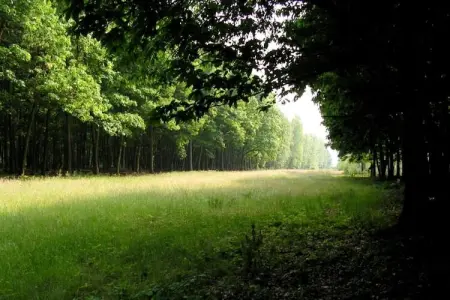 Luxe Lodges, Chalet de luxe en forêt avec jardin privé - Photo 23