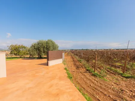 Charmante villa à Muro avec piscine entourée de vignobles - Photo 28