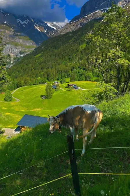 ChaletSwissalp Topof, Maison 6 personnes à Grindelwald - Photo 16