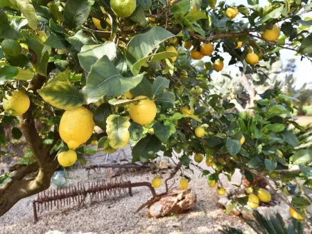 Hort de sa Barrala, Maison 5 personnes à Campos - Photo 26