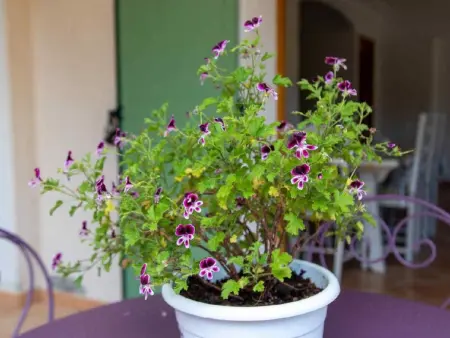 Appartement in Le Bar-Sur-Loup mit Eigenem Garten - Photo 15