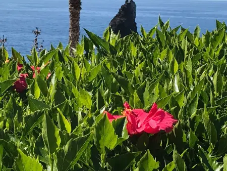 mit Blick auf das Wasser, Appartement 4 personnes à Madeira Funchal - Photo 26