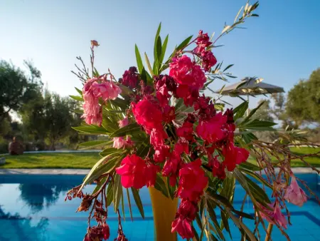 Villa Kyria Kreta, Maison 8 personnes à Adele - Photo 9