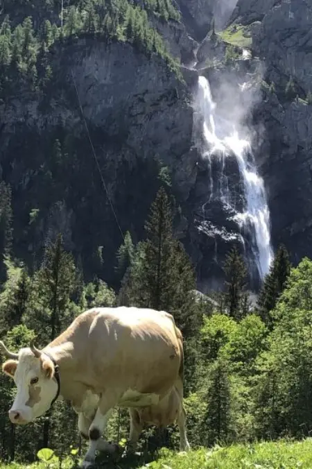 Sunnegruess, Appartement 4 personnes à Adelboden - Photo 10