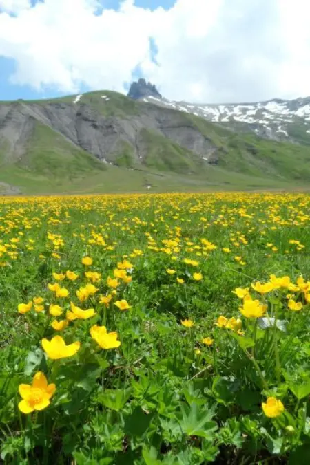 Sunnegruess, Appartement 4 personnes à Adelboden - Photo 14