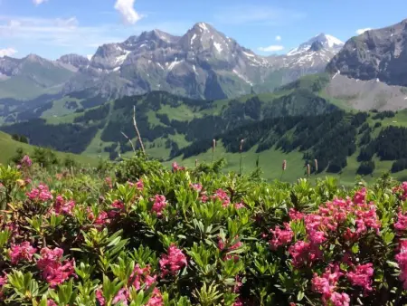 Aloa, Appartement 4 personnes à Adelboden - Photo 17