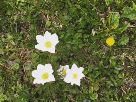 Aloa, Appartement 4 personnes à Adelboden - Photo 18