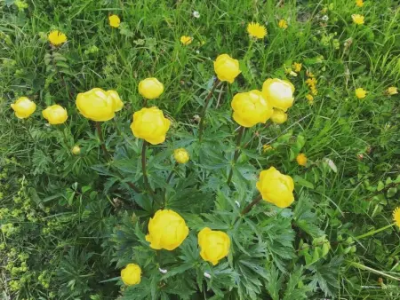 Aloa, Appartement 4 personnes à Adelboden - Photo 19