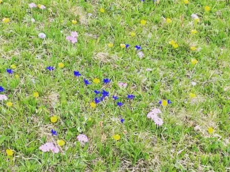 Aloa, Appartement 4 personnes à Adelboden - Photo 20