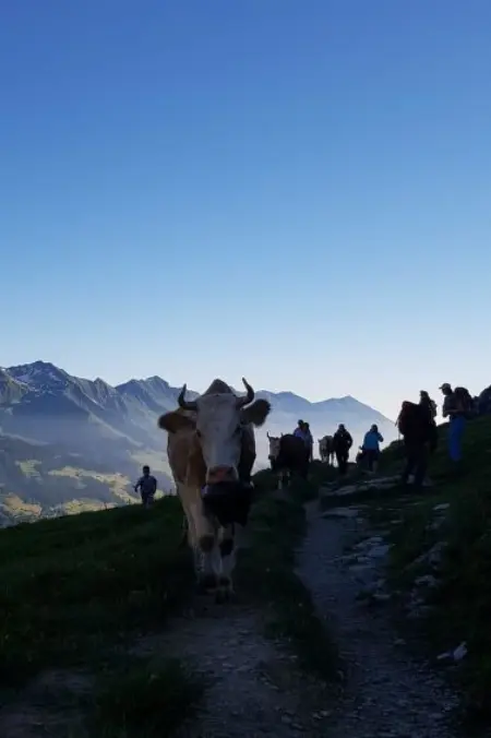 Aloa, Appartement 4 personnes à Adelboden - Photo 22