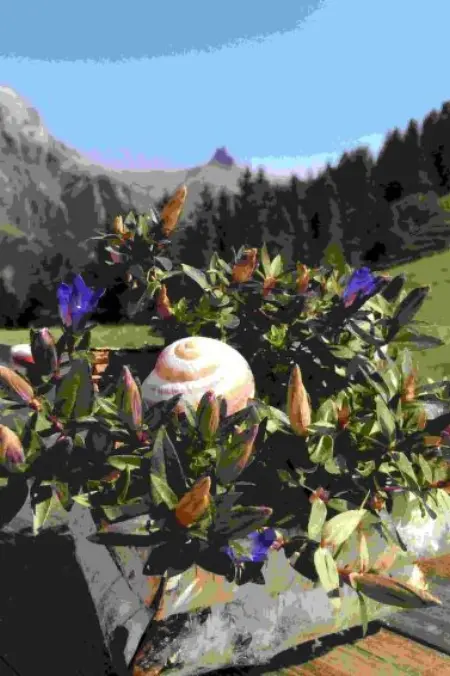 Aloa, Appartement 4 personnes à Adelboden - Photo 23