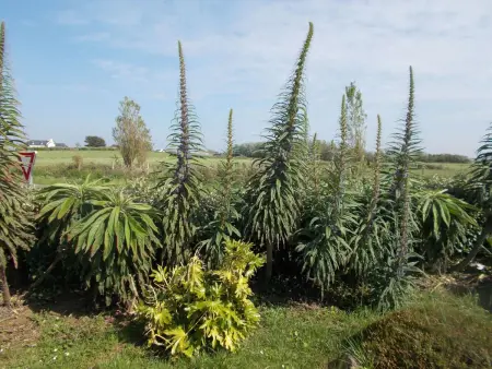 Bretonisches Ferienhaus in Meeresnähe mit Garten - Photo 28