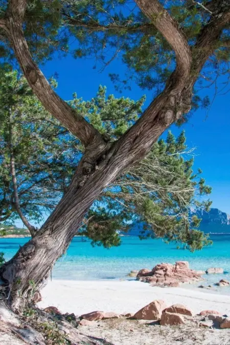 Appartamento vacanze  Am Meer, Appartement 8 personnes à Olbia - Photo 19