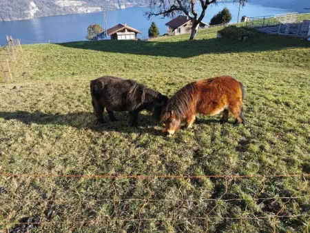 Traumblick Krattigen, Appartement 4 personnes à Krattigen - Photo 17