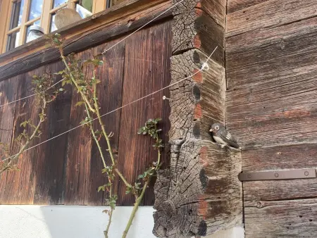 Gartenstudio  Belle Vue, Appartement 3 personnes à Frutigen - Photo 13