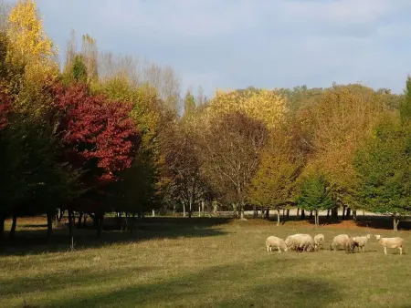 Maison avec piscine partagée à Montaigu-de-Quercy - Photo 6