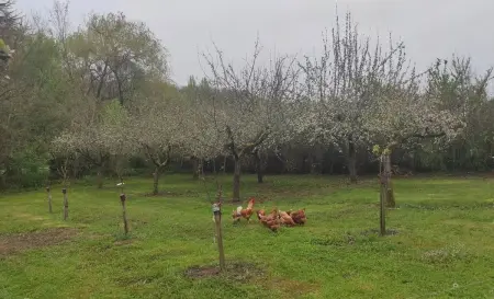 Maison avec piscine partagée à Montaigu-de-Quercy - Photo 37