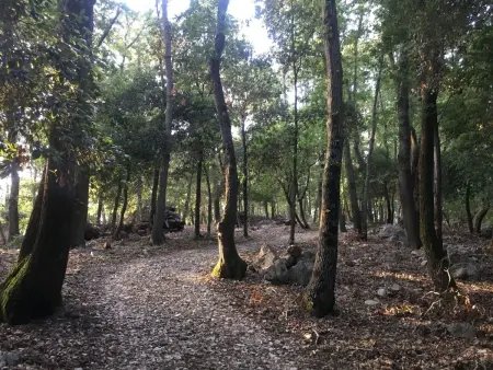 Zypressen, ein Haus im Wald an der ligurischen Riviera - Photo 41