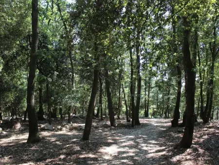 Kirschbäume, eine Oase im Wald zwischen Meer und Natur - Photo 12