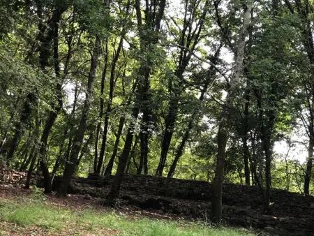 Kirschbäume, eine Oase im Wald zwischen Meer und Natur - Photo 42