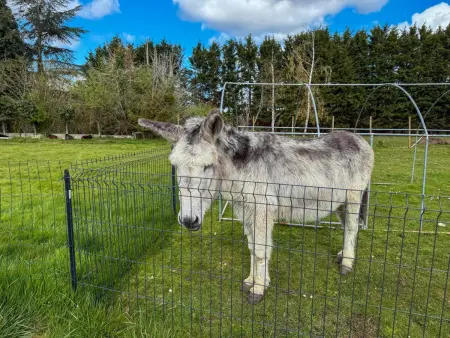 Gîte charmant, animaux admis - 2 pers., Gite 2 personnes à Cour Cheverny - Photo 18