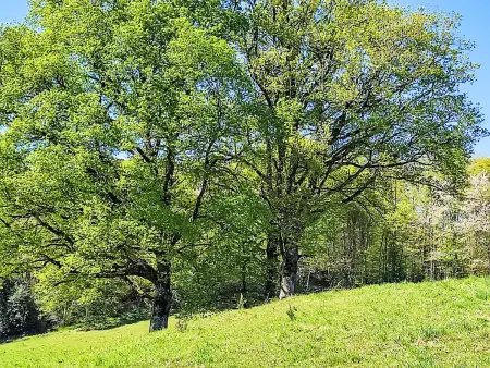 Le Fournil de la Rouquette, Maison 4 personnes à Calvinet - Photo 37